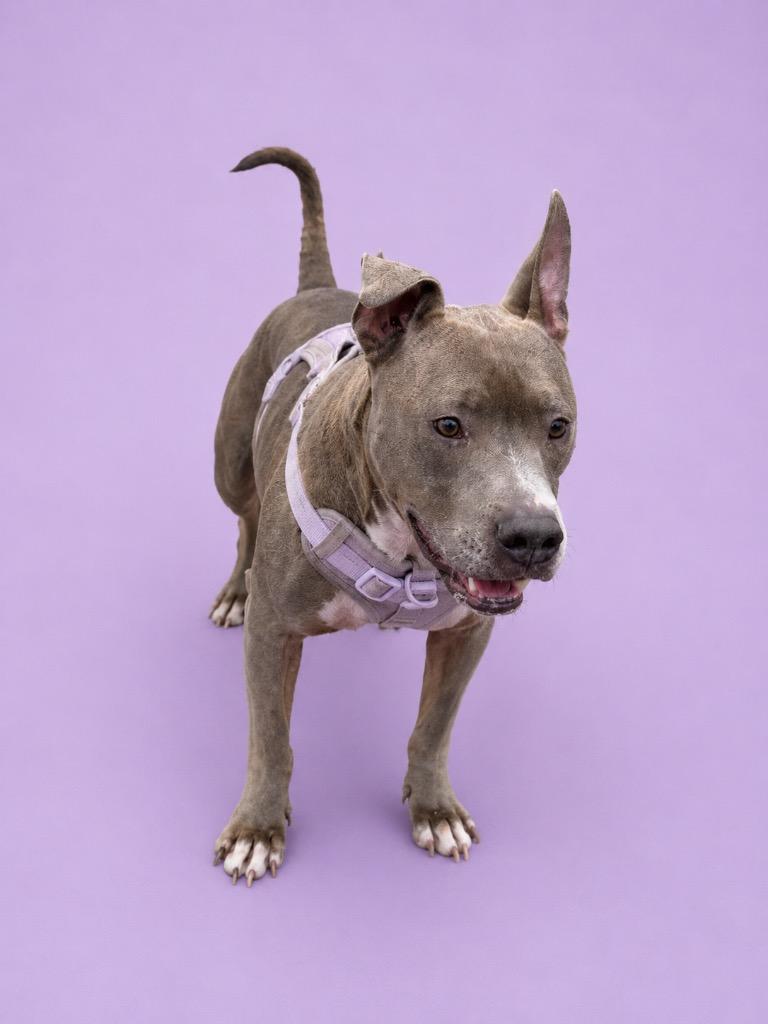 Enlarge Prada, a Adoptable Pit Bull Terrier in Wauchula, FL image 1/1