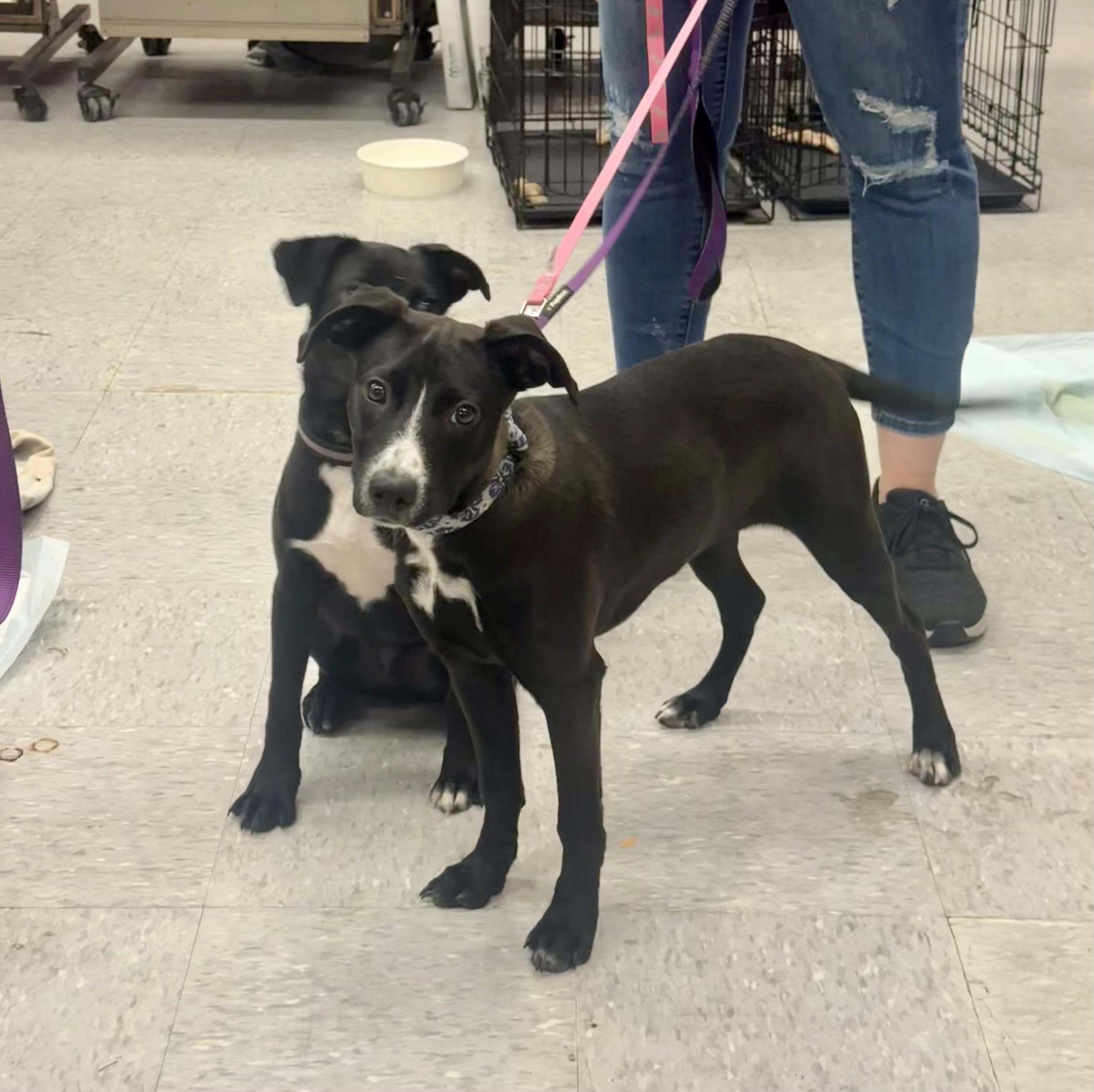 Piglet, Adopted, Young Female Labrador Retriever.