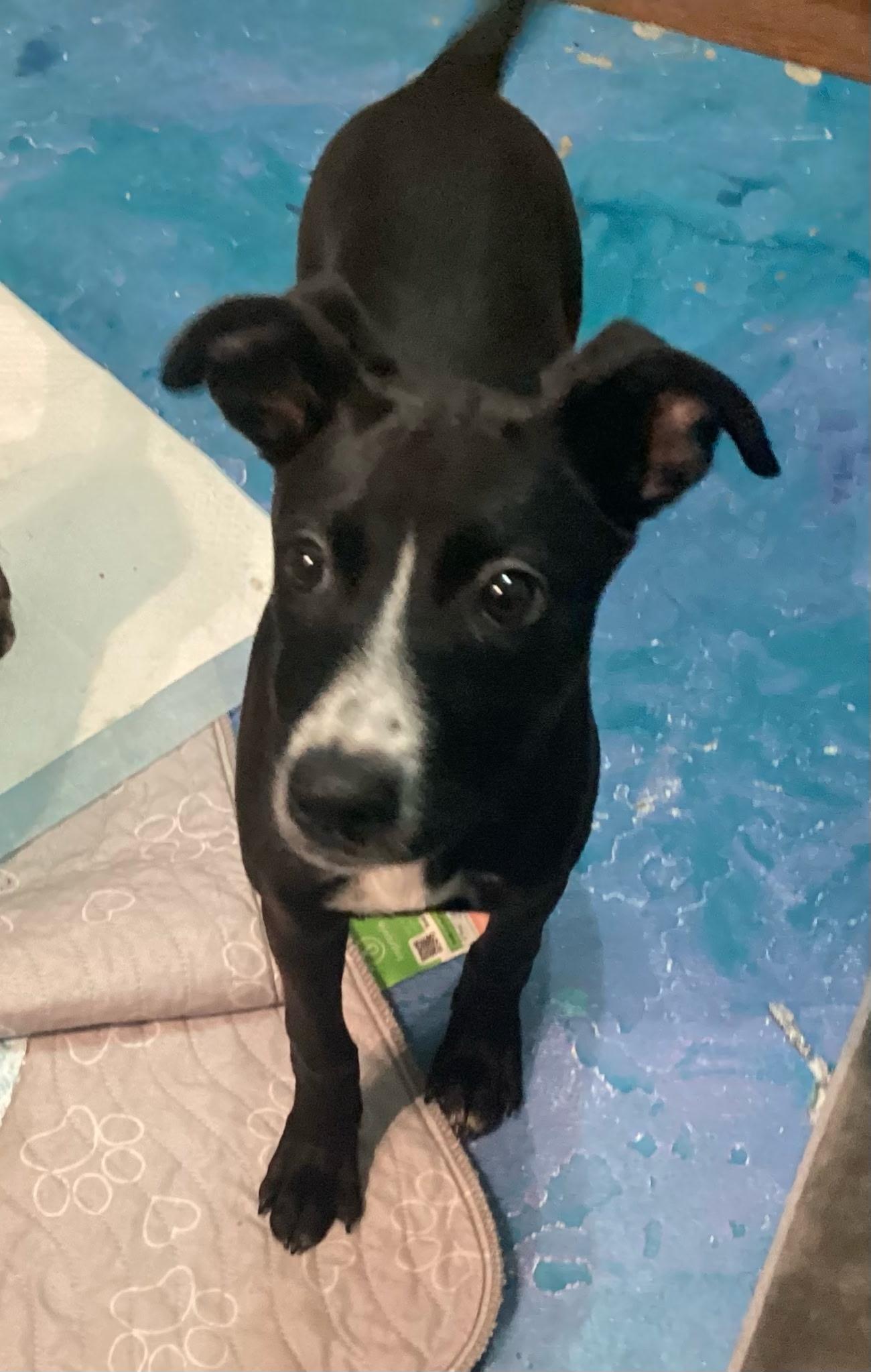 Enlarge Piglet, a Adopted Labrador Retriever in Tucson, AZ image 5/6