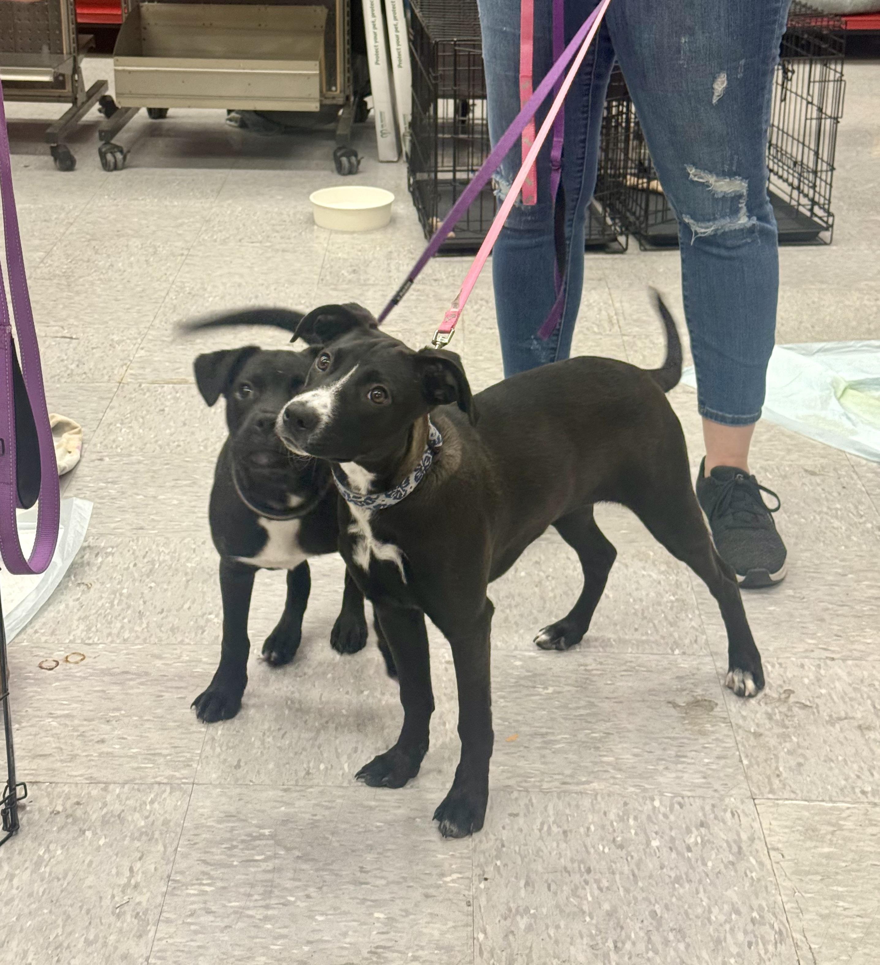 Enlarge Piglet, a Adopted Labrador Retriever in Tucson, AZ image 6/6