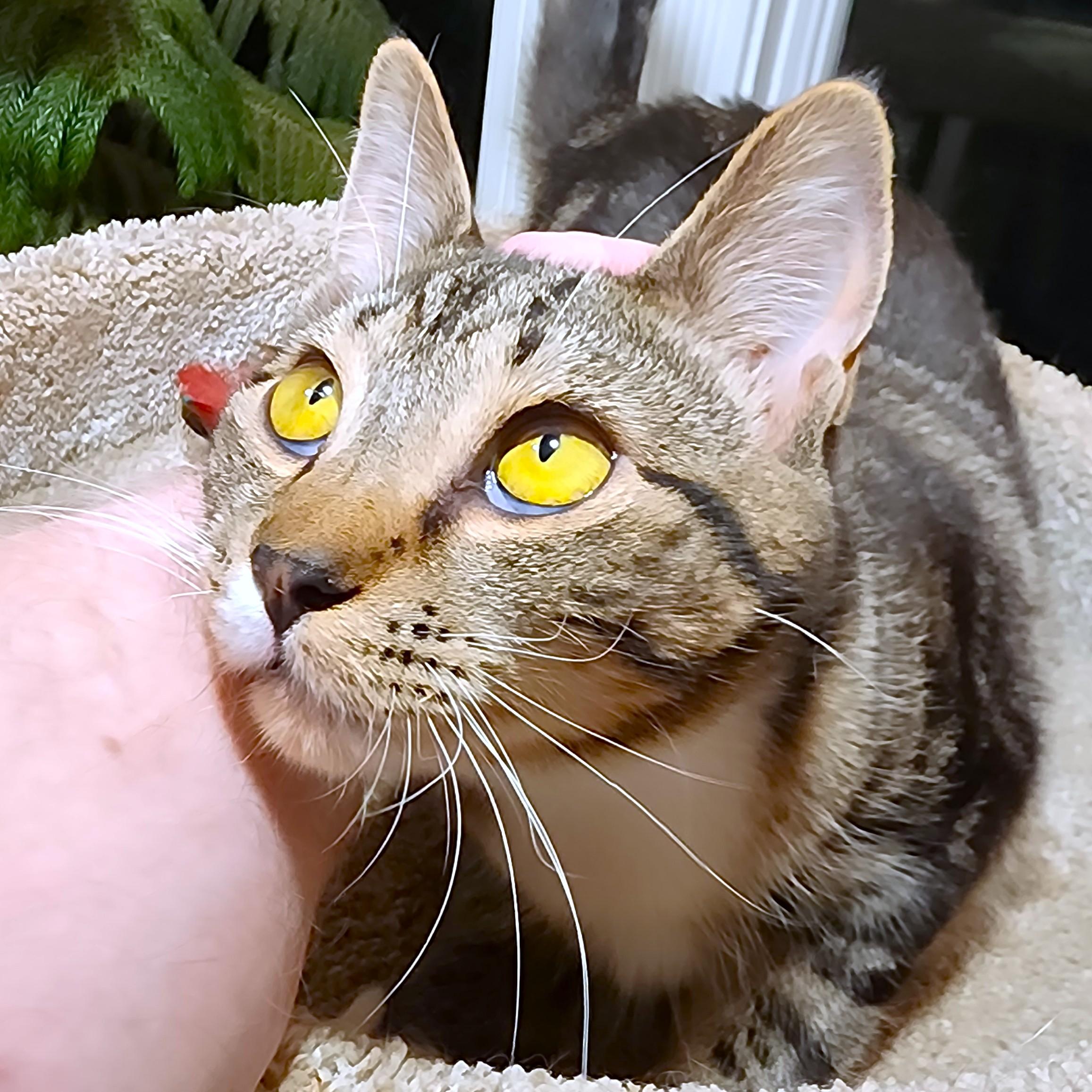 MARVELOUS MAPLE - BOUNCY BENGAL