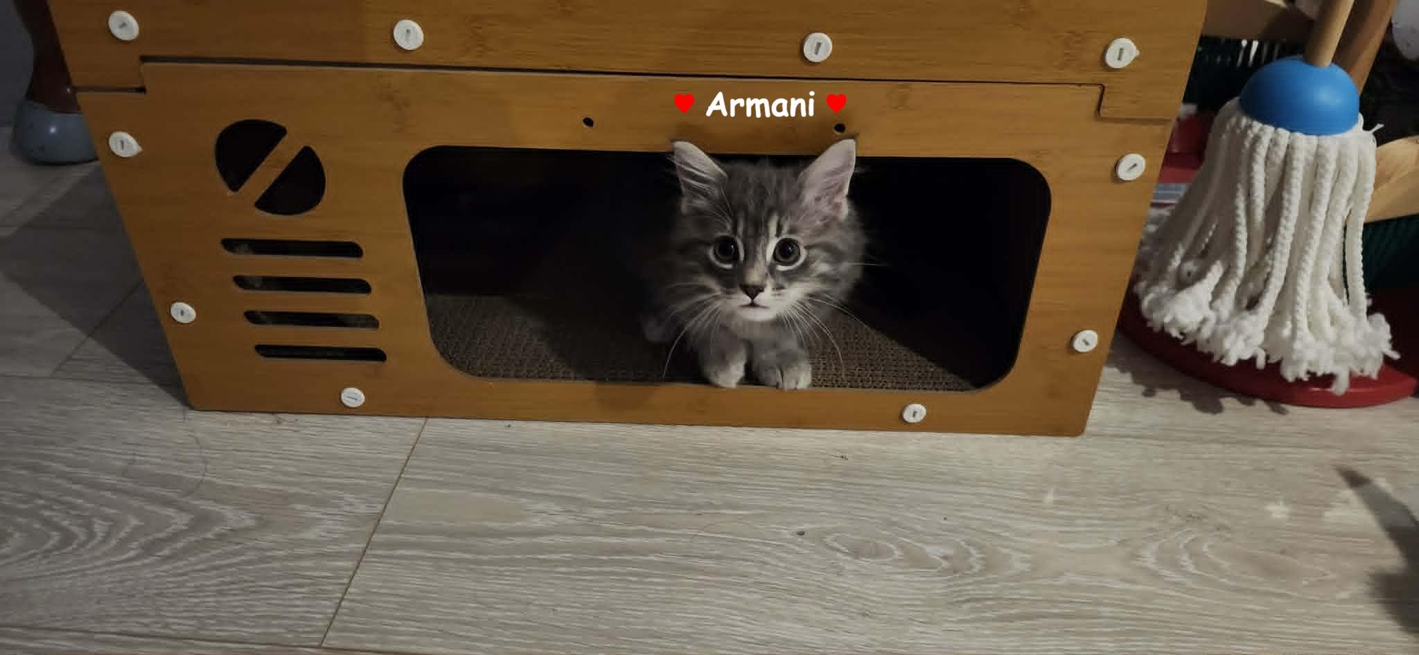 Enlarge Kittens - Armani & Coco Chanel, an adopted Domestic Long Hair in Brantford, ON image 4/4