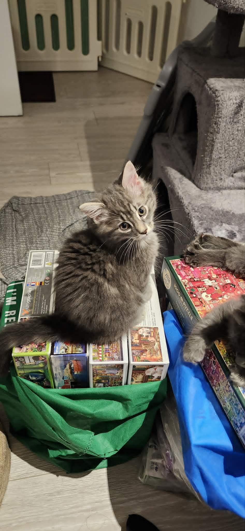 Kittens - Armani & Coco Chanel, ADOPTABLE, Kitten Female Domestic Long Hair.