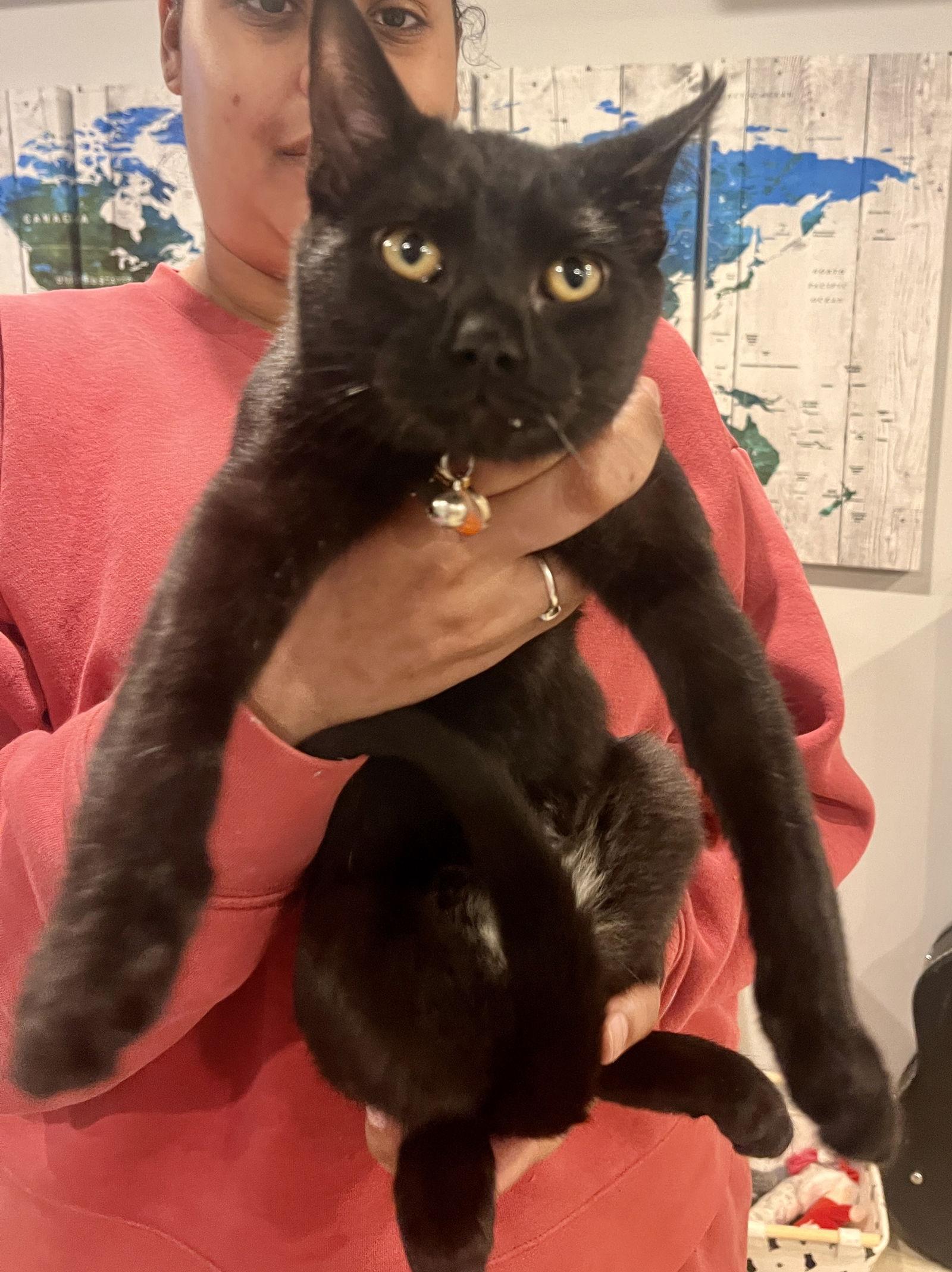 Enlarge *Turkey, a Adoptable Domestic Short Hair in Forest, VA image 1/3