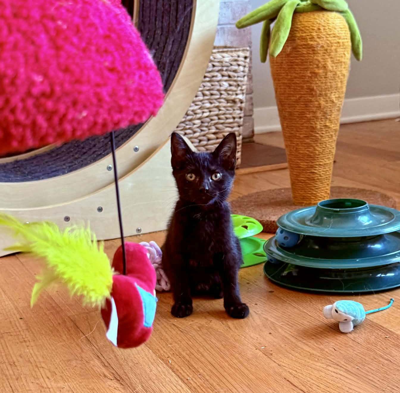 Enlarge *Turkey, a Adoptable Domestic Short Hair in Forest, VA image 3/3