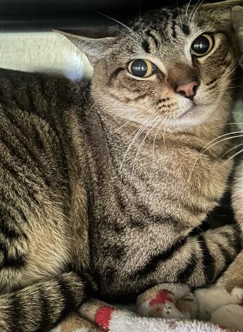 CUPPYCAKE, Adoptable, Young Male Domestic Short Hair.