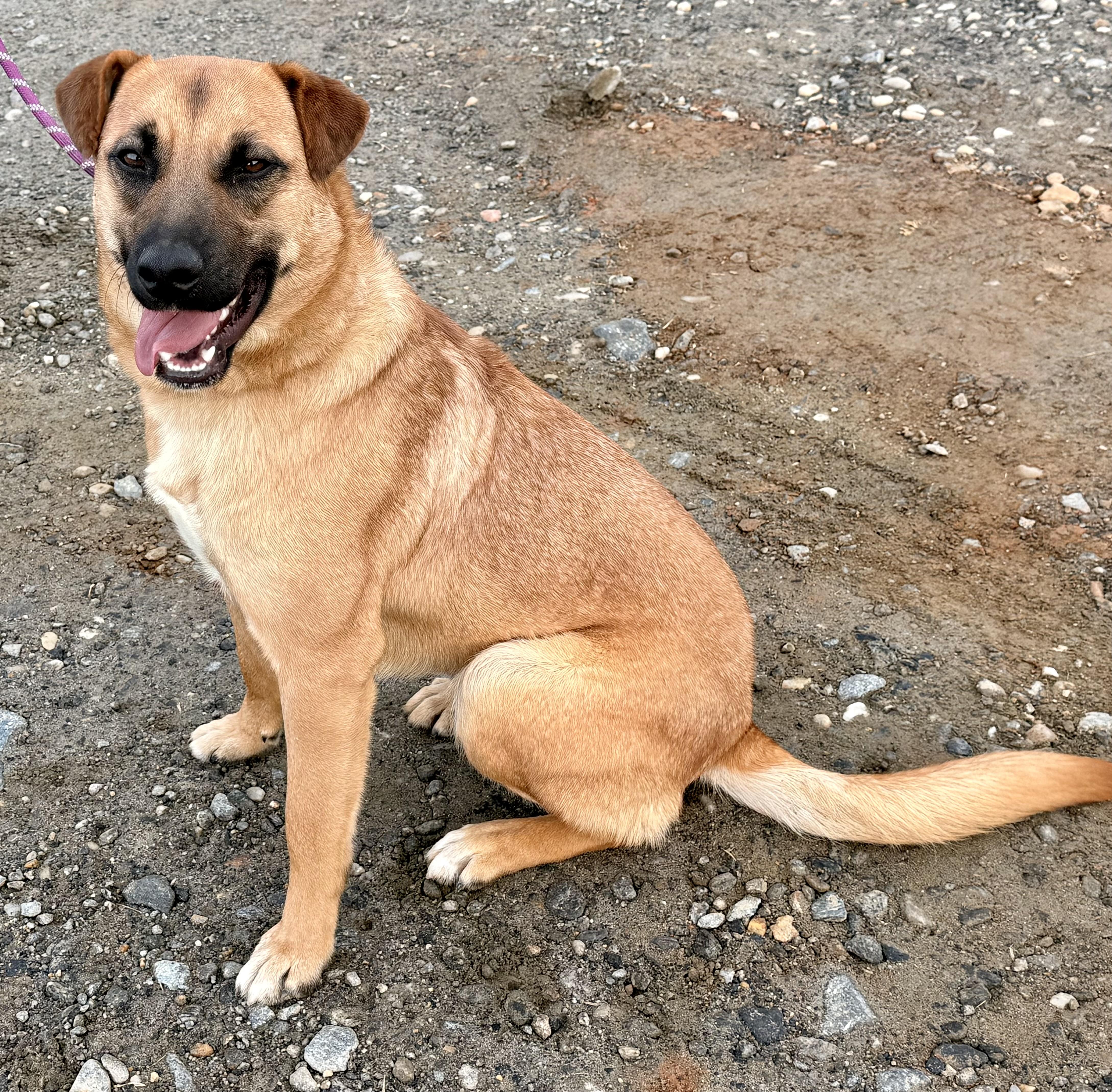 Nykee, Adoptable, Young Male German Shepherd Dog & Chinook.