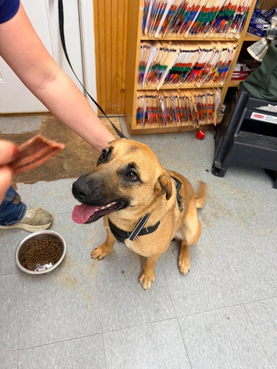 Nykee, an adoptable Chinook in sparta, NC, 28675 | Photo Image 1