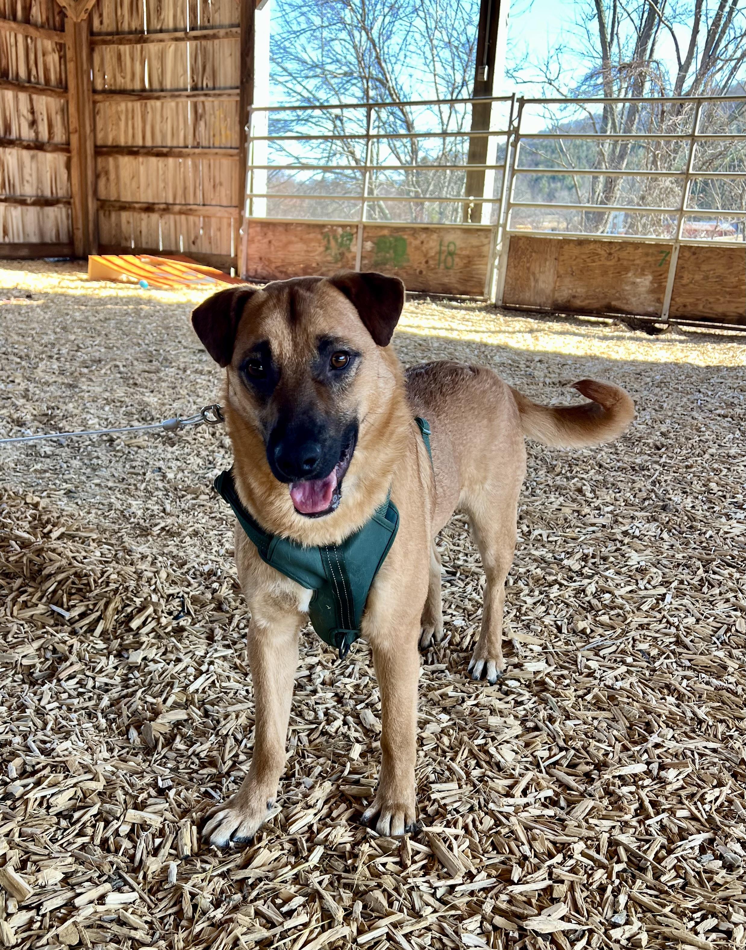 Nykee, Adoptable, Young Male German Shepherd Dog & Belgian Shepherd / Malinois.