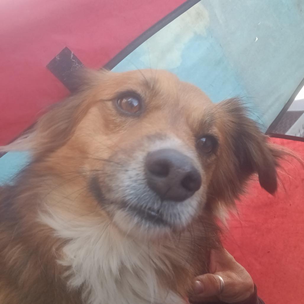 Enlarge Bubby, a Adoptable mixed breed in West Plains, MO image 1/3