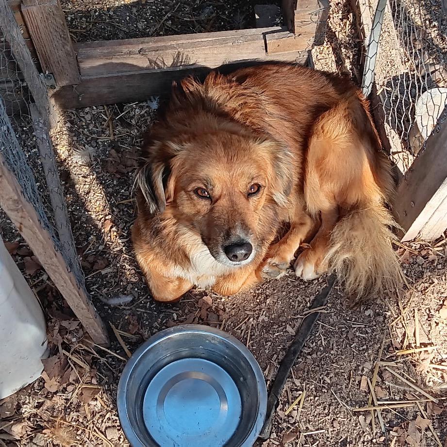 Enlarge Bubby, a Adoptable mixed breed in West Plains, MO image 2/3