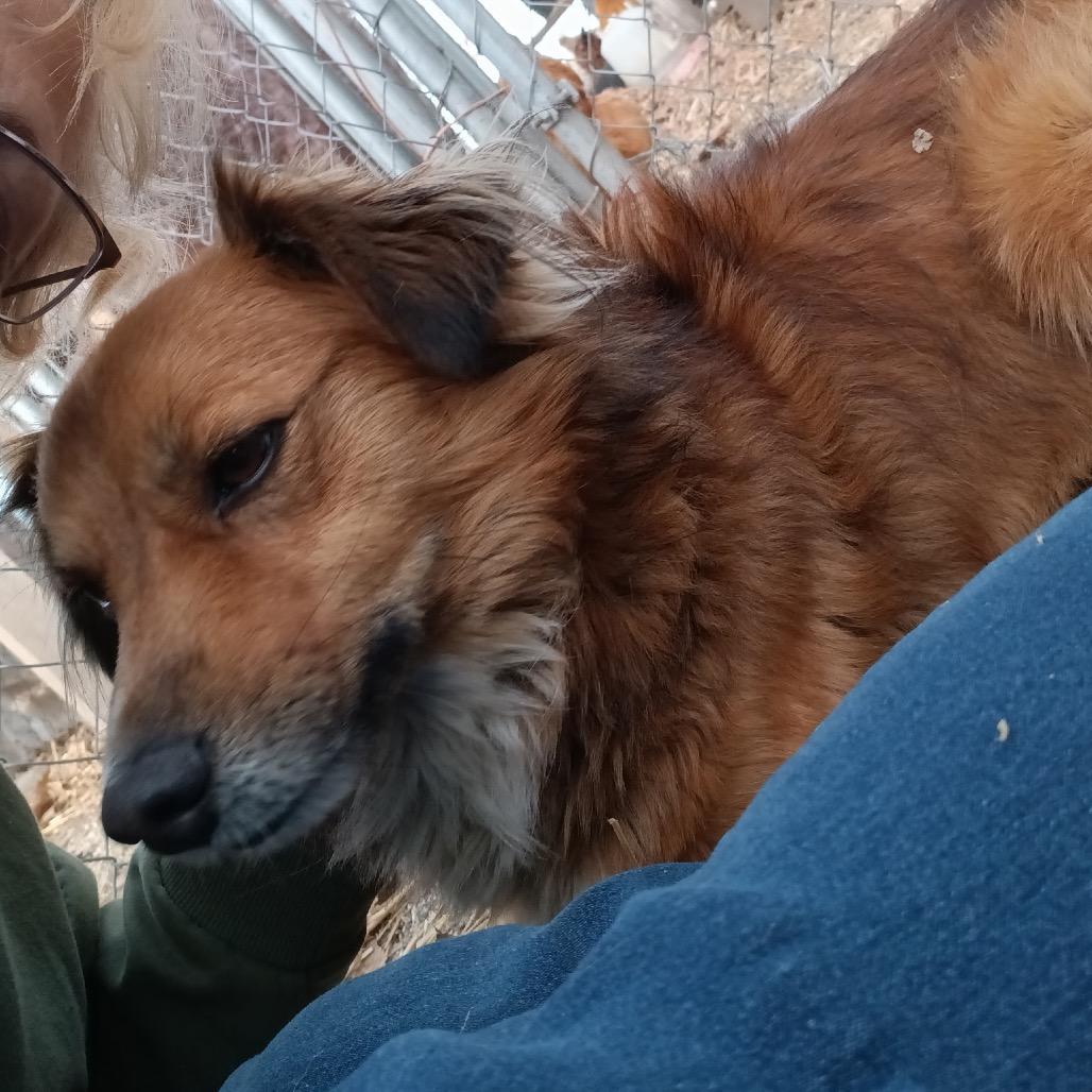 Enlarge Bubby, a Adoptable mixed breed in West Plains, MO image 3/3