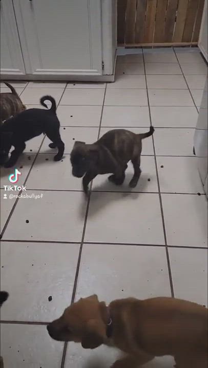 Enlarge Princess Aurora, a Adopted mixed breed in Seattle, WA video 4/7