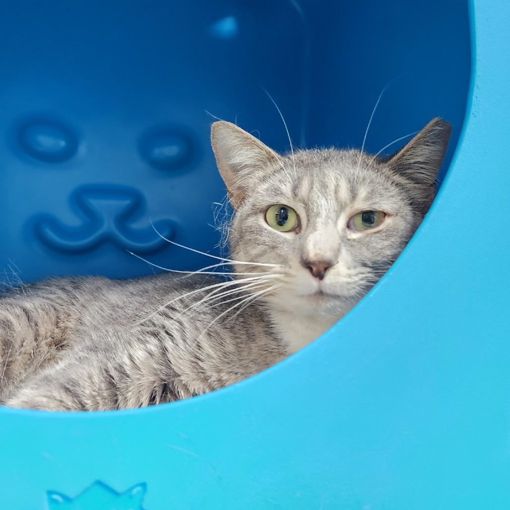 Lavendar, Adoptable, Adult Female Domestic Short Hair.