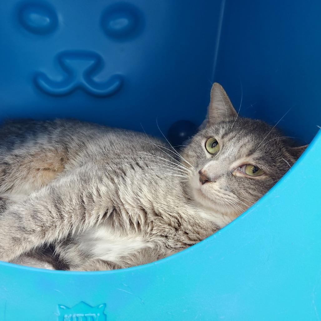 Lavendar, a Adoptable Domestic Short Hair in Brookfield, WI image 2/2