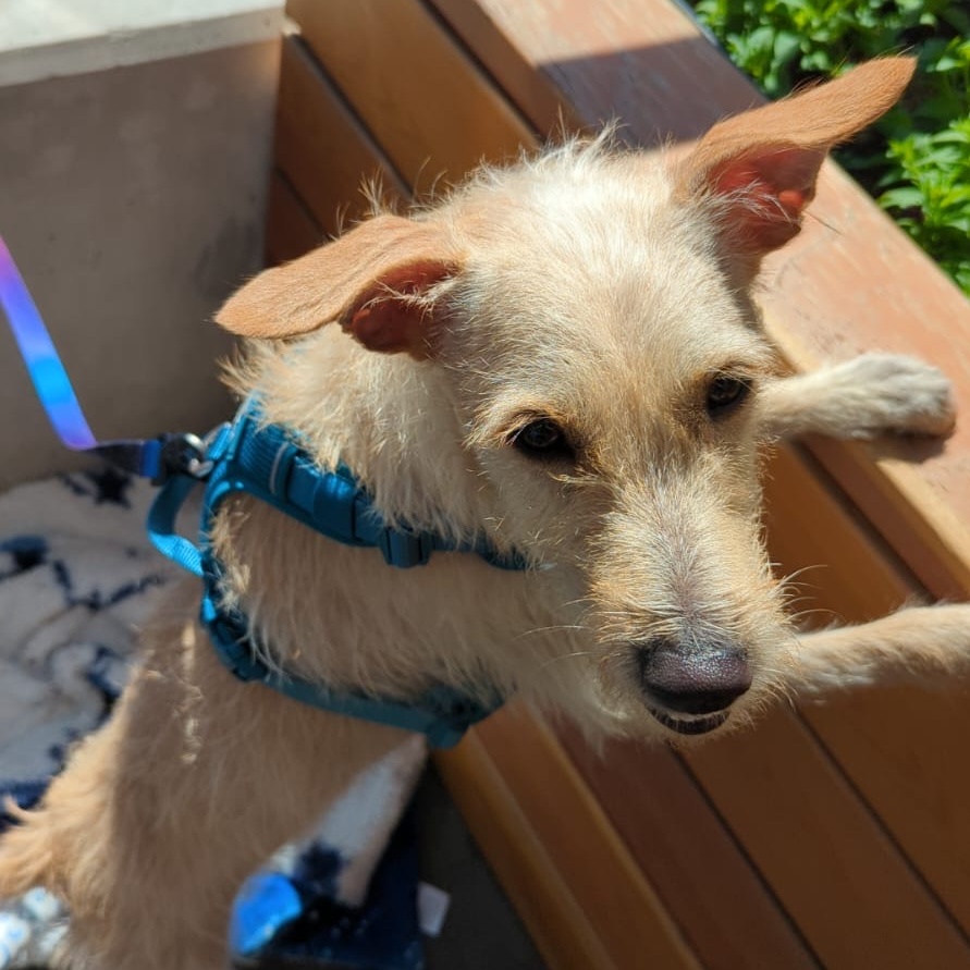 Enlarge Sunny (formerly Jewell), a Adopted mixed breed in North Vancouver, BC image 1/6