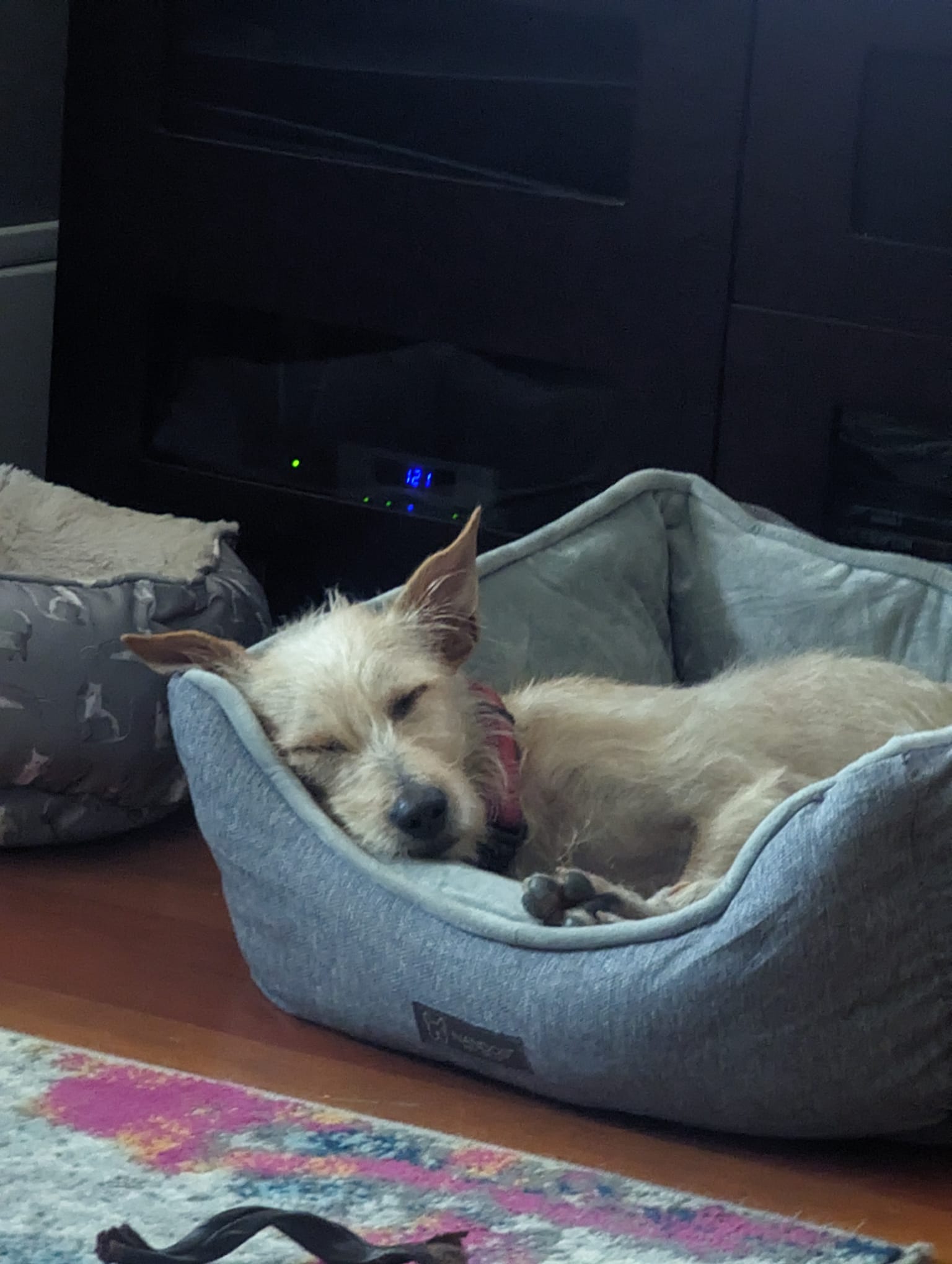 Enlarge Sunny (formerly Jewell), a Adopted mixed breed in North Vancouver, BC image 2/6