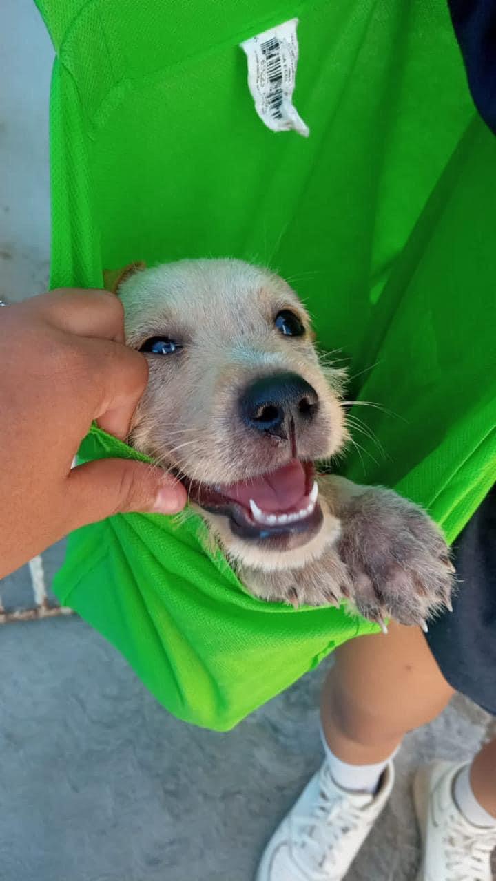 Enlarge Sunny (formerly Jewell), a Adopted mixed breed in North Vancouver, BC image 3/6