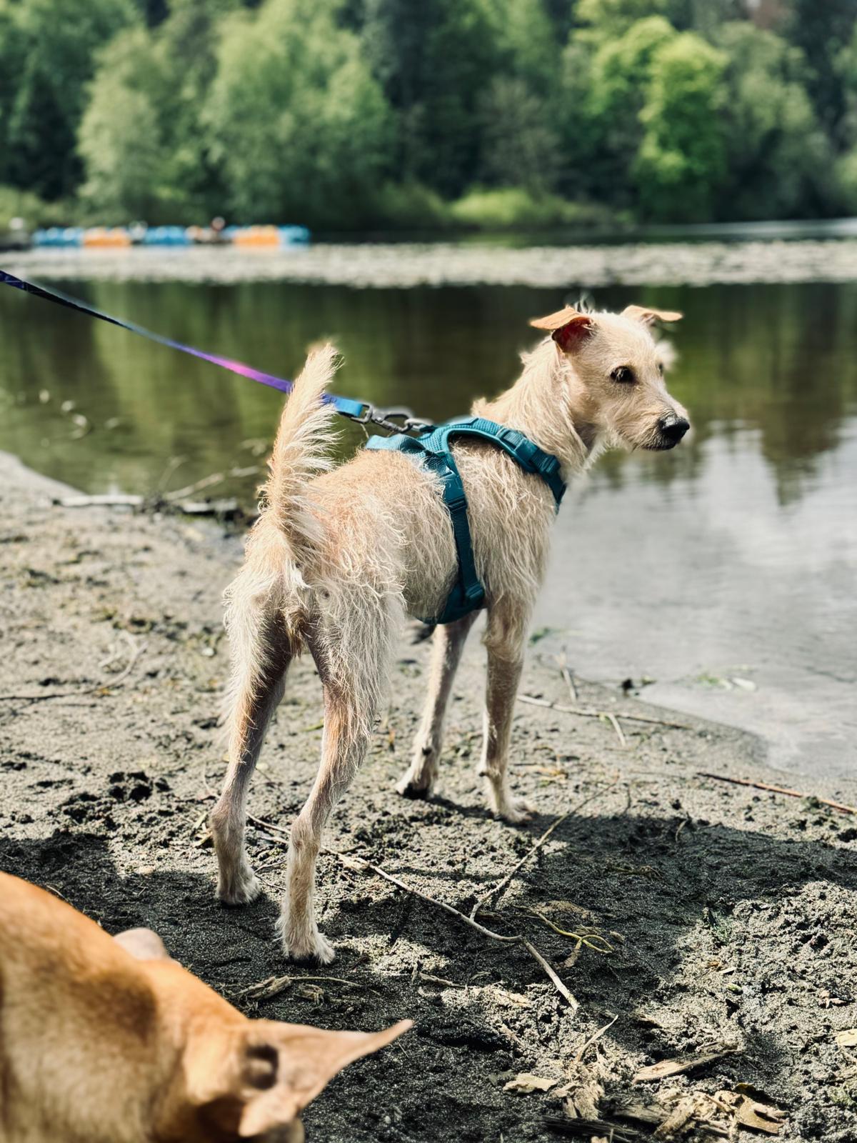 Enlarge Sunny (formerly Jewell), a Adopted mixed breed in North Vancouver, BC image 4/6