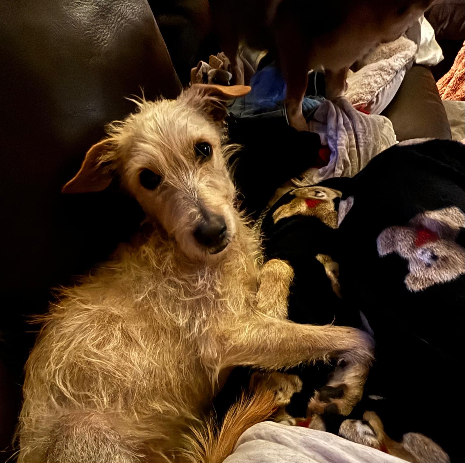 Enlarge Sunny (formerly Jewell), a Adopted mixed breed in North Vancouver, BC image 5/6