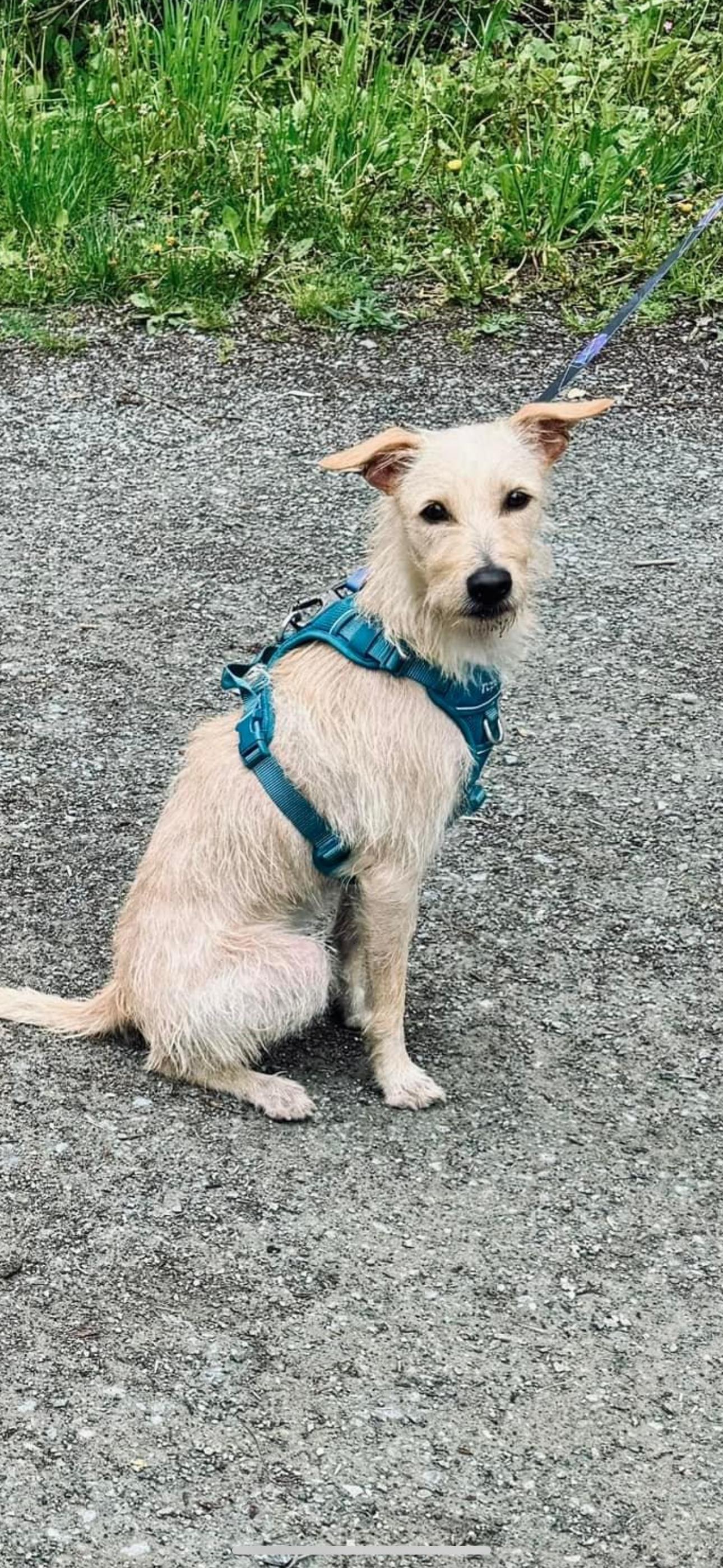 Enlarge Sunny (formerly Jewell), a Adopted mixed breed in North Vancouver, BC image 6/6