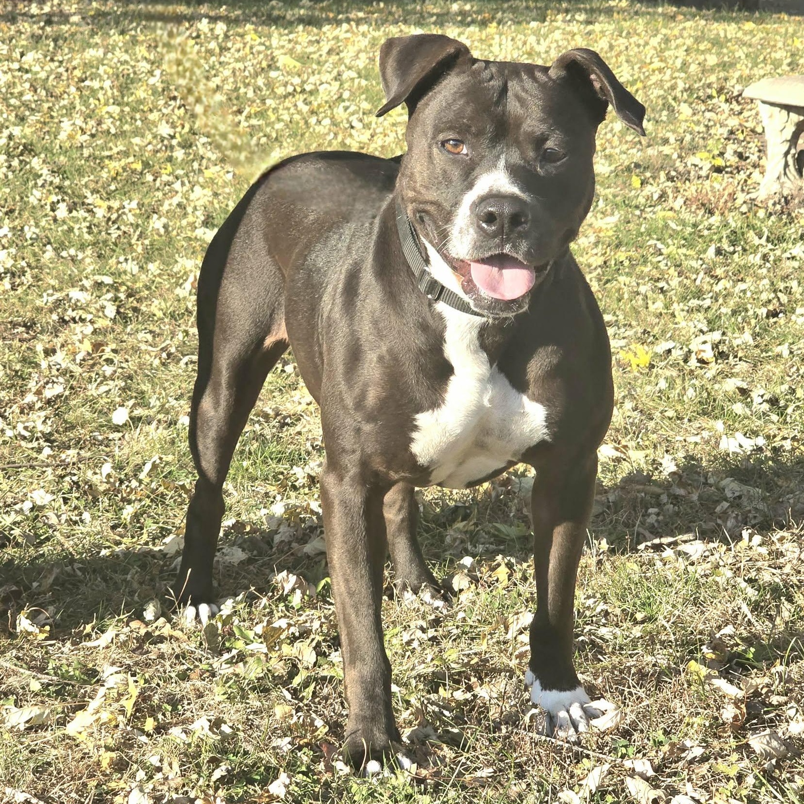 Kiwi, a Adoptable mixed breed in Waterloo, IA image 4/4