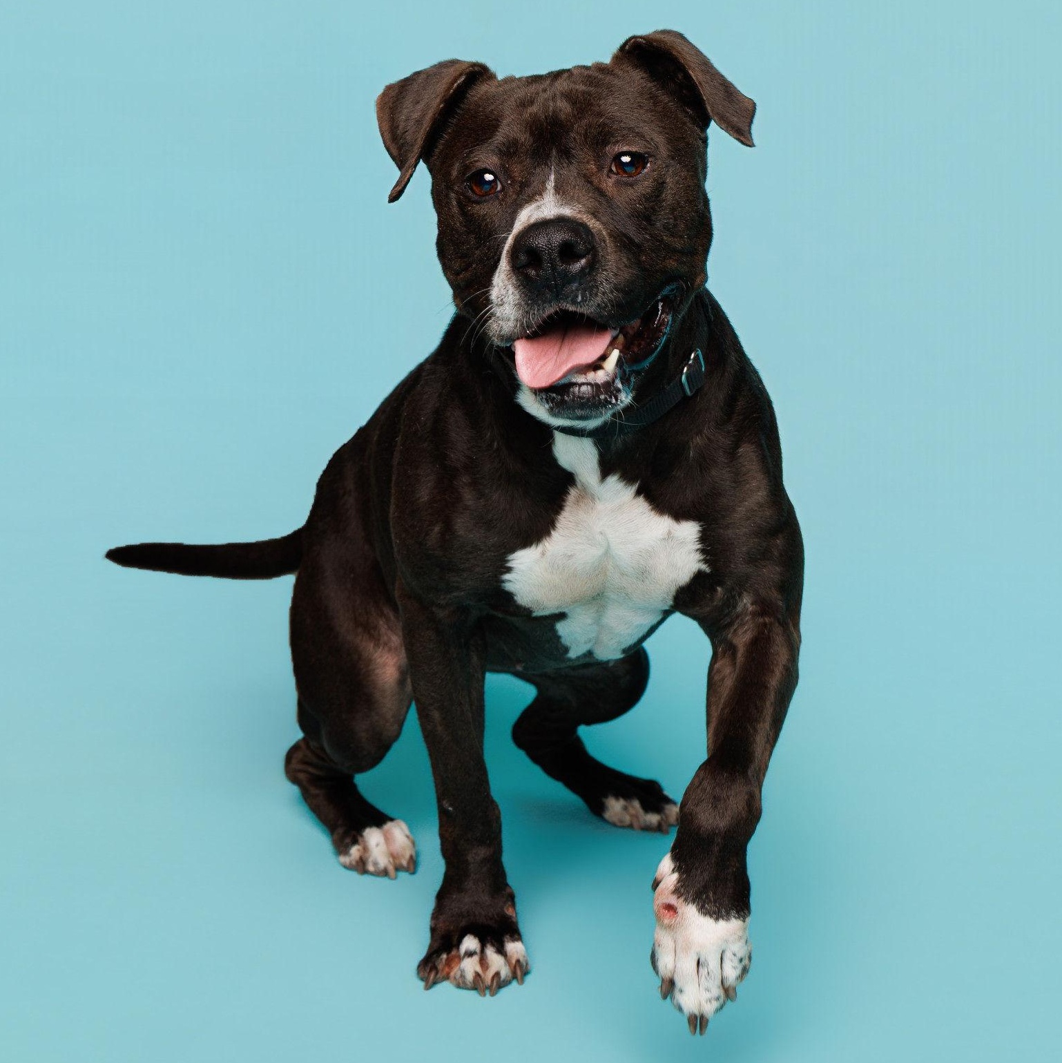 Kiwi, Adoptable, Senior Female Pit Bull Terrier.