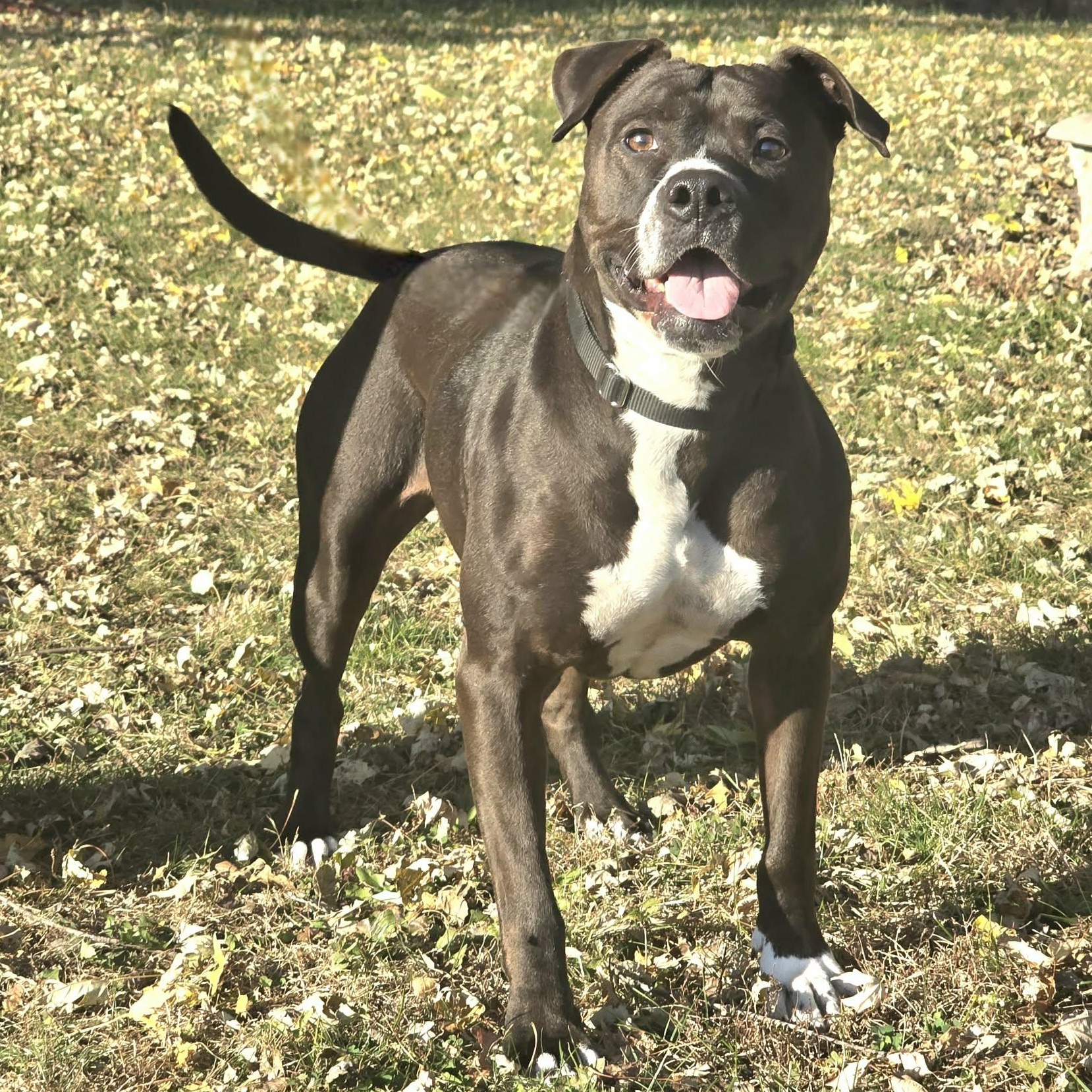 Kiwi, a Adoptable mixed breed in Waterloo, IA image 3/4