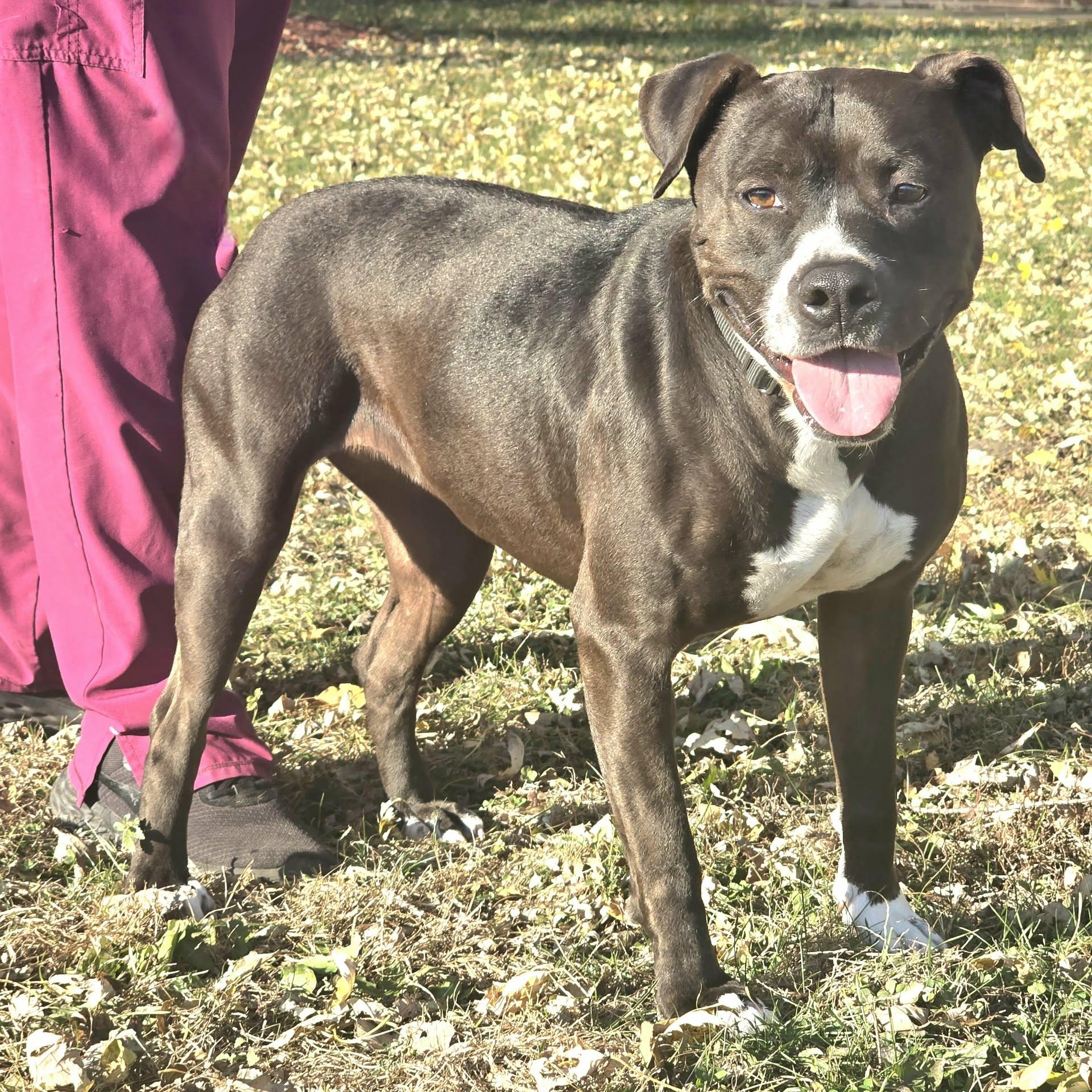 Kiwi, Adoptable, Adult Female Pit Bull Terrier.