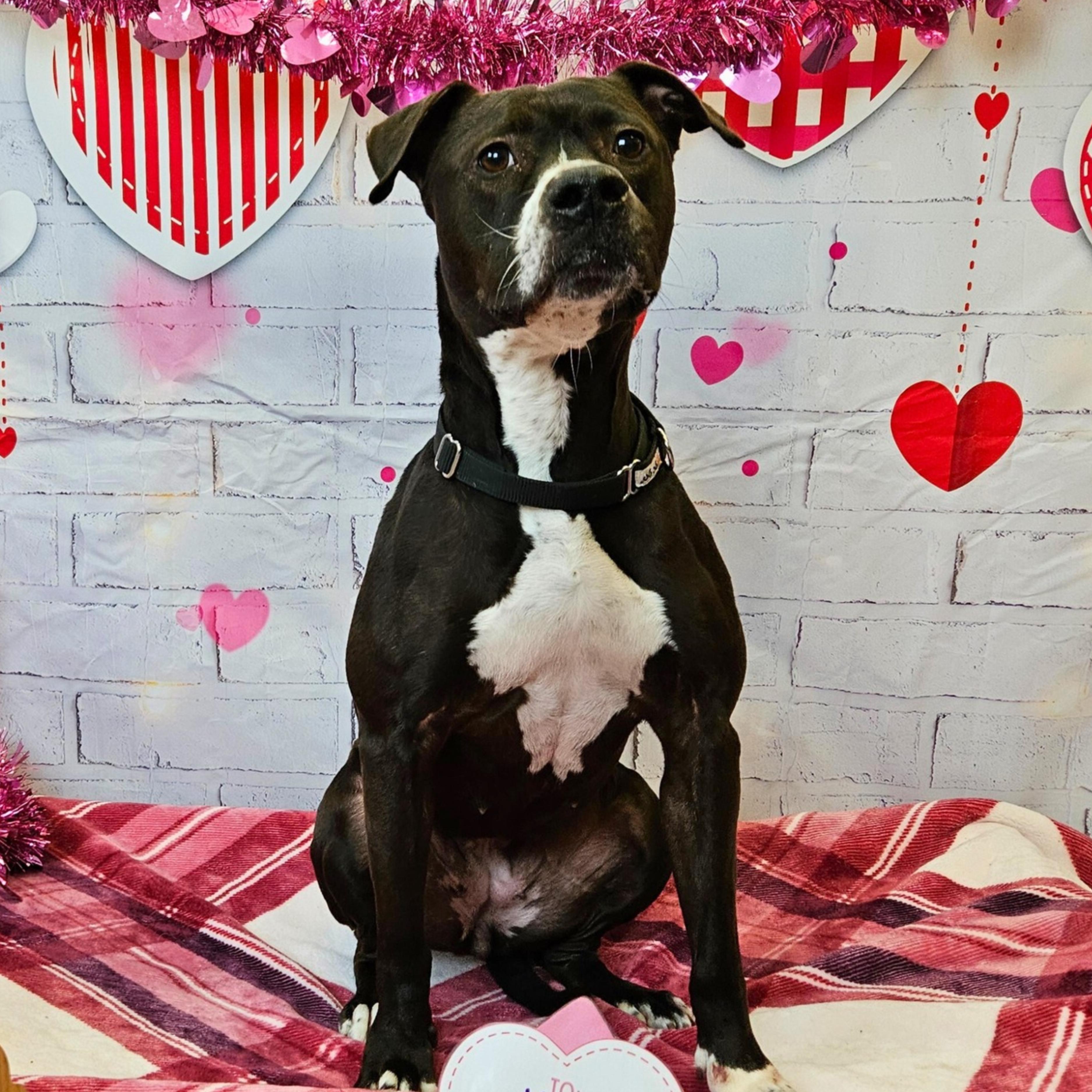 Kiwi, a Adoptable mixed breed in Waterloo, IA image 2/4