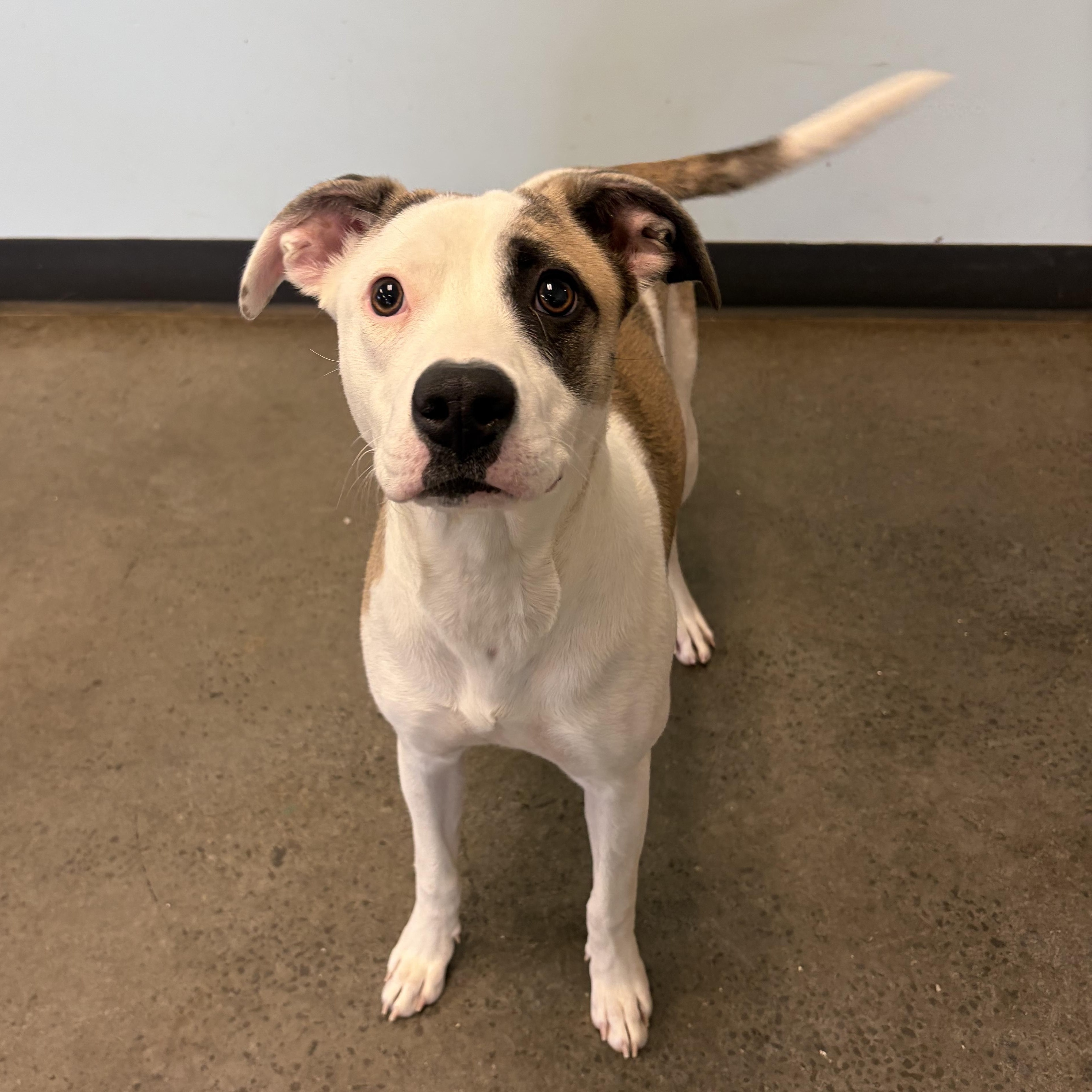 Halo, adopted, Young Female Mixed Breed.