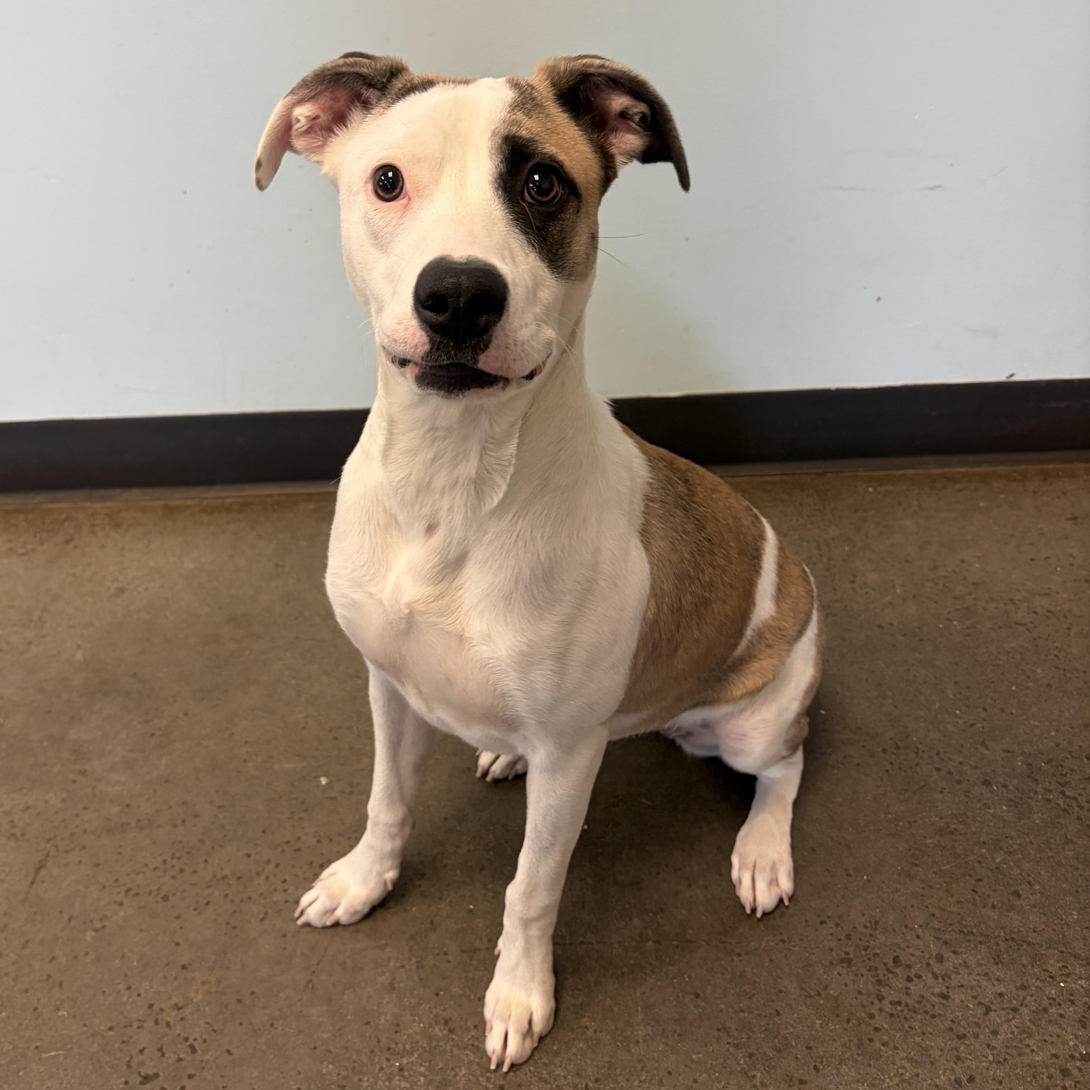 Enlarge Halo, an adopted mixed breed in Mishawaka, IN image 5/6