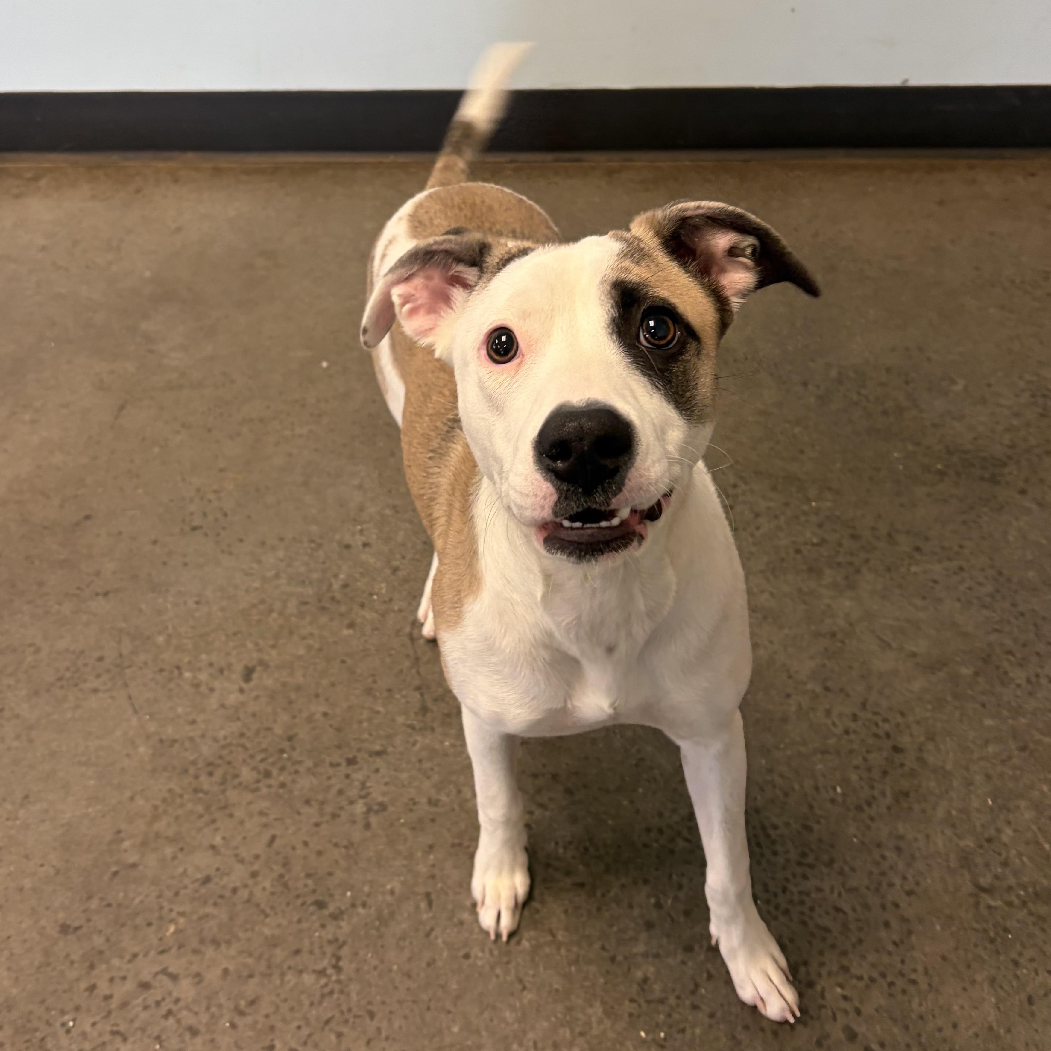 Enlarge Halo, an adopted mixed breed in Mishawaka, IN image 2/6