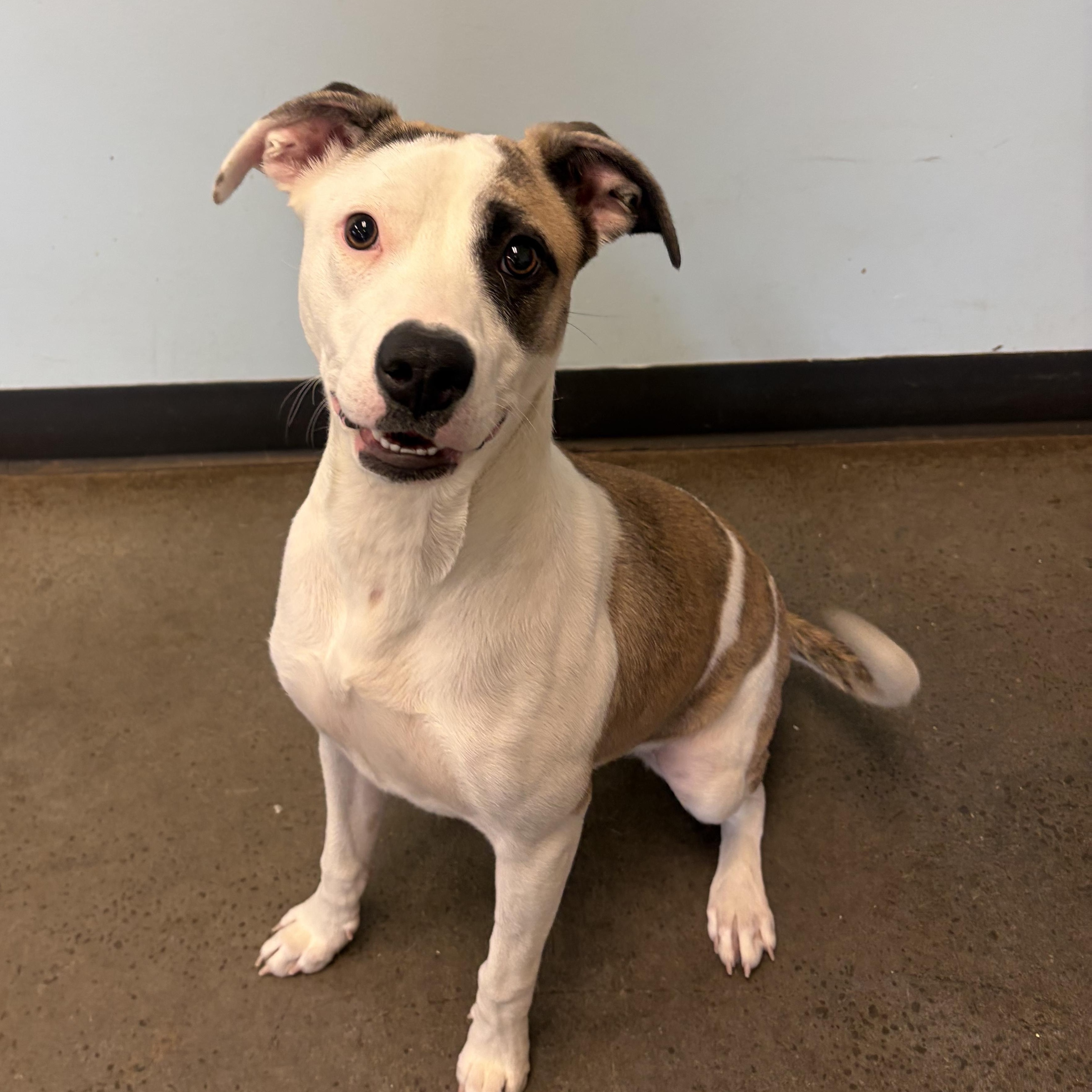 Enlarge Halo, an adopted mixed breed in Mishawaka, IN image 6/6