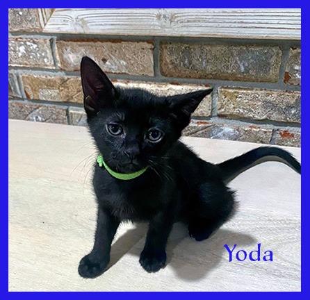 Enlarge Yoda, a Adoptable mixed breed in Hoover , AL image 1/3