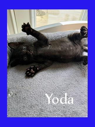 Enlarge Yoda, a Adoptable mixed breed in Hoover , AL image 2/3