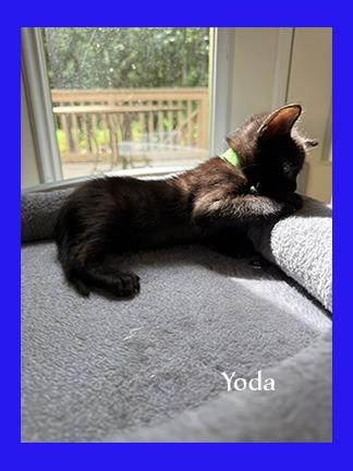 Enlarge Yoda, a Adoptable mixed breed in Hoover , AL image 3/3