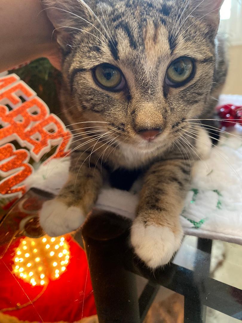 Hazel, adopted, Kitten Female Domestic Short Hair.