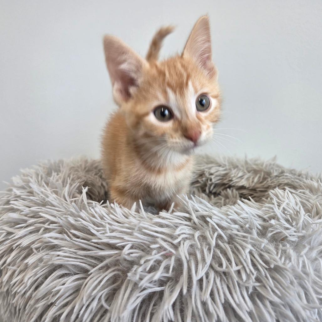 Potato Masher, Adoptable, Kitten Male Domestic Short Hair.