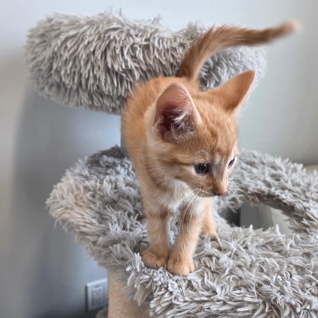 Enlarge Potato Masher, a Adoptable Domestic Short Hair in Saskatoon, SK image 2/3