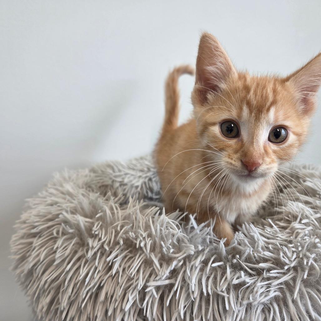 Enlarge Potato Masher, a Adoptable Domestic Short Hair in Saskatoon, SK image 3/3