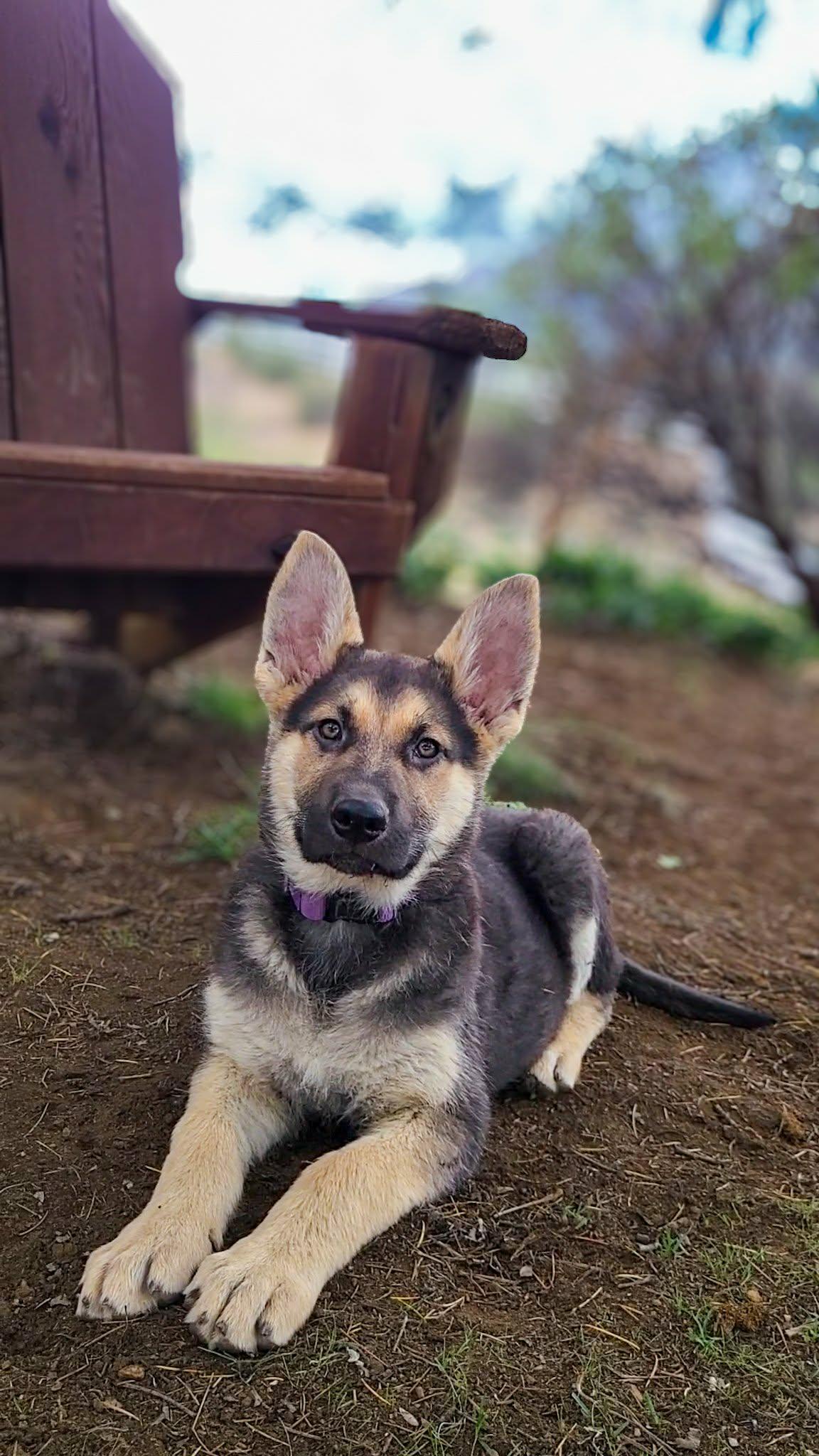 Puddle, a ADOPTABLE mixed breed in Temecula, CA image 5/6