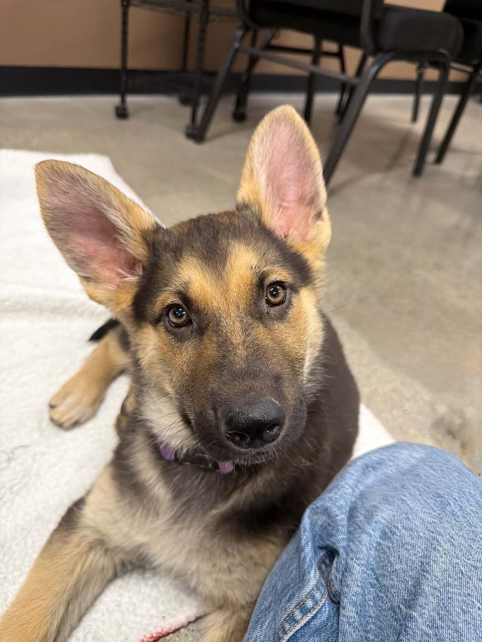 Puddle, a ADOPTABLE mixed breed in Temecula, CA image 2/6