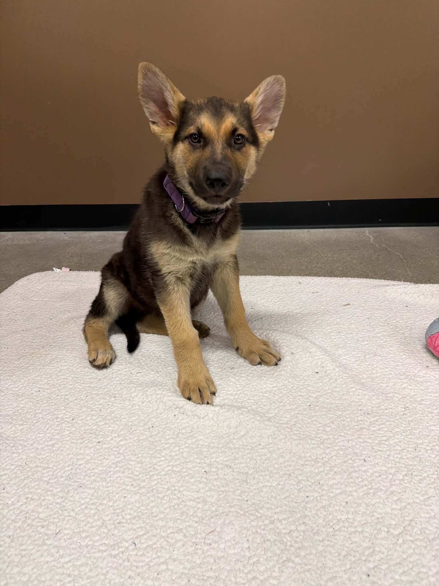 Puddle, a ADOPTABLE mixed breed in Temecula, CA image 6/6