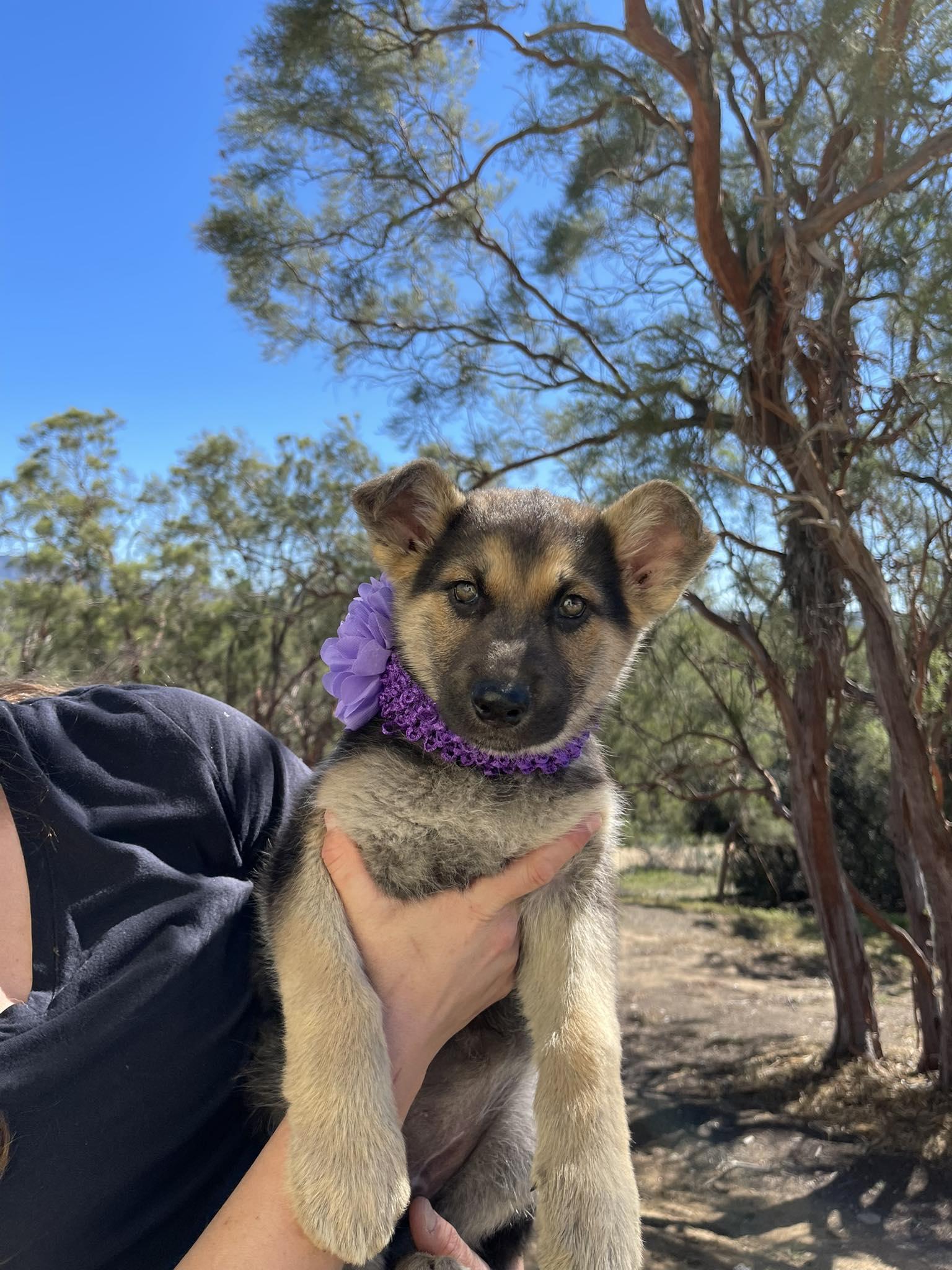 Puddle, a ADOPTABLE mixed breed in Temecula, CA image 4/6