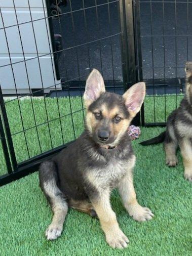 Puddle, a ADOPTABLE mixed breed in Temecula, CA image 3/6