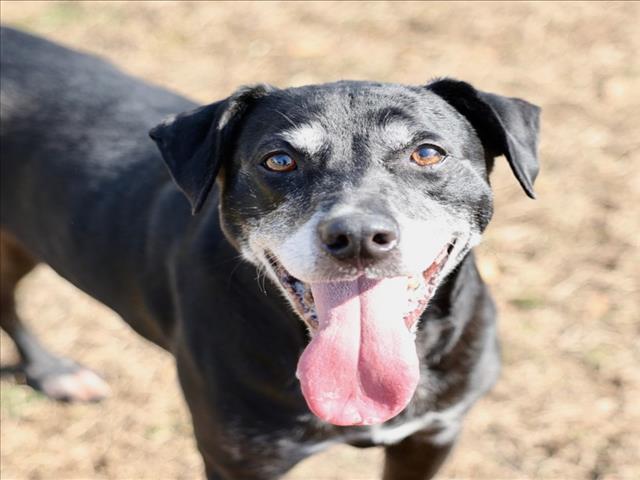 A512723, Adoptable, Adult Female Labrador Retriever & Mixed Breed.