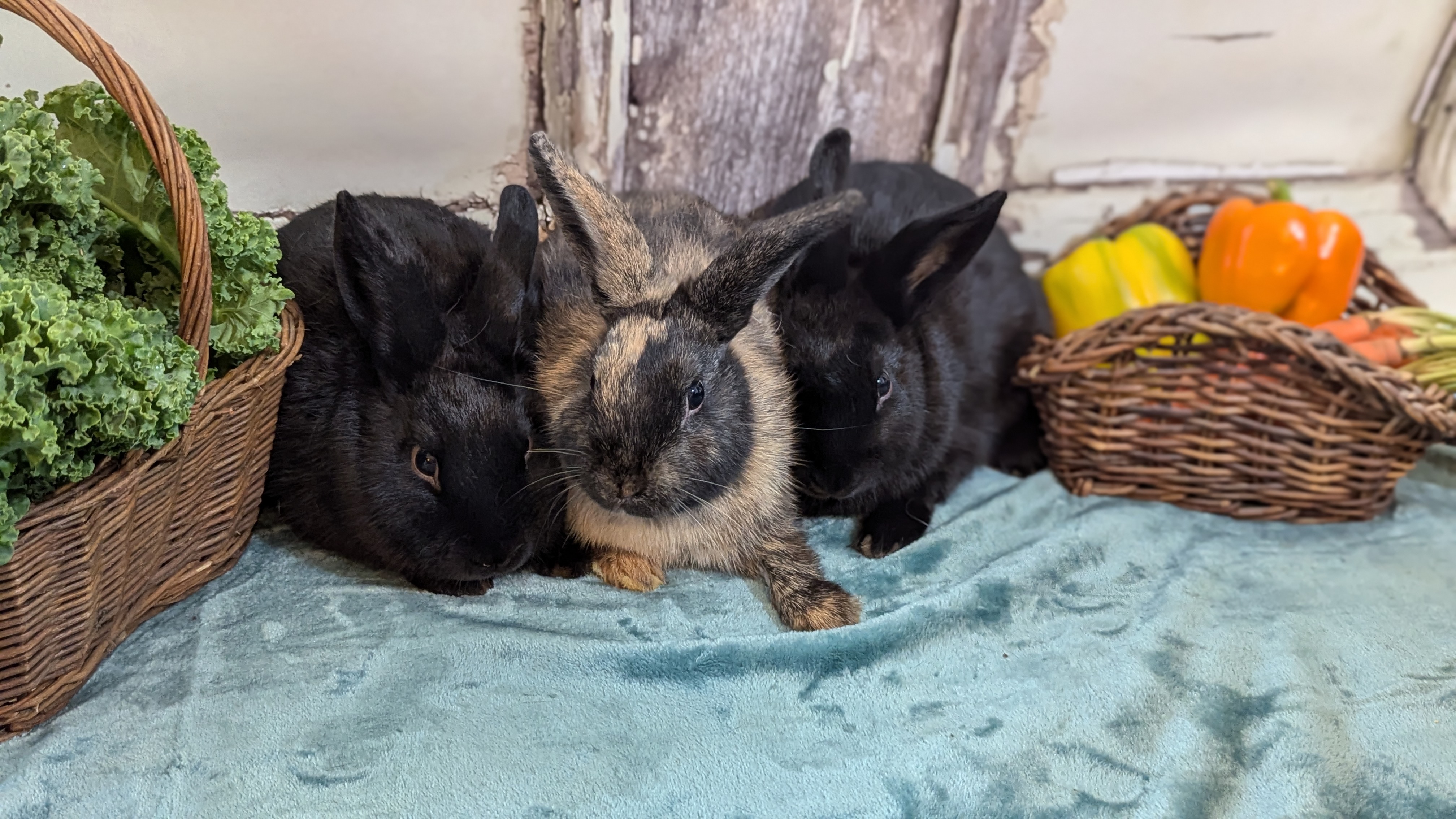 Rupert, Spike, and Angel, Young Male unknown