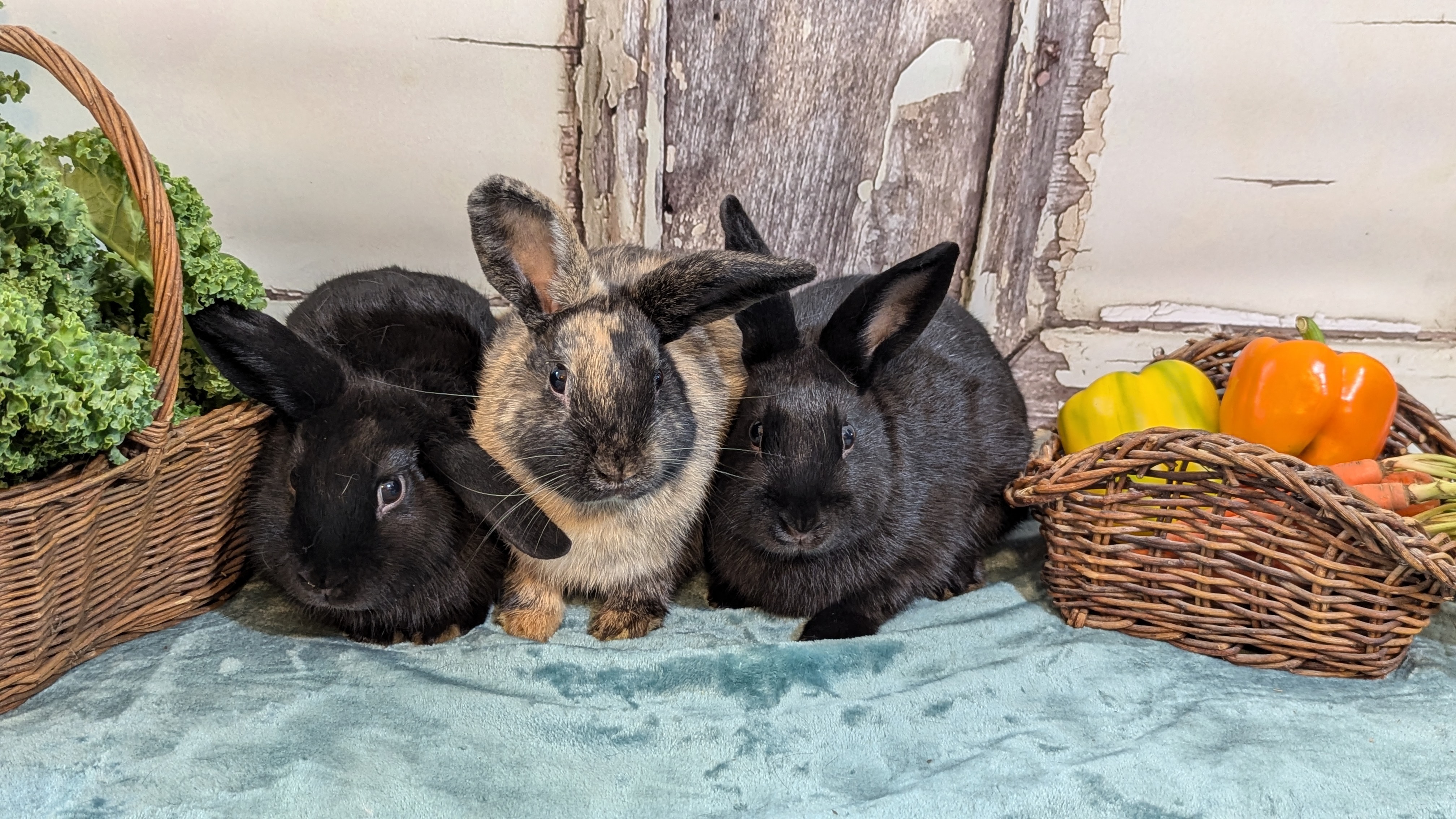 Rupert, Spike, and Angel photo 2