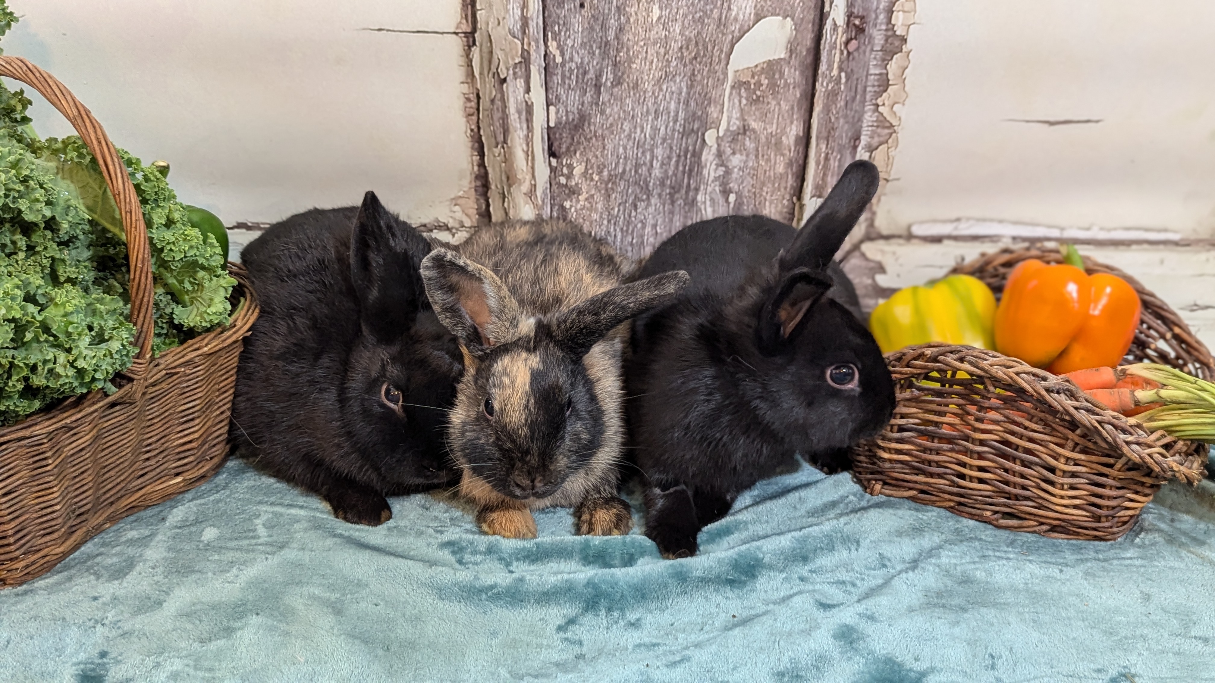 Rupert, Spike, and Angel photo 4